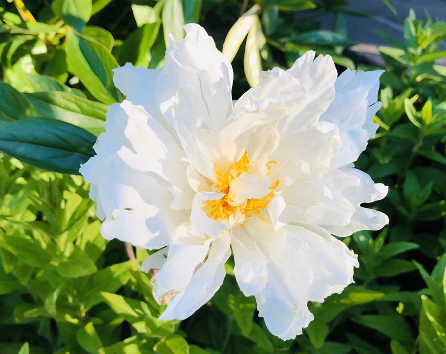 IMG_7684.jpg?type=w966