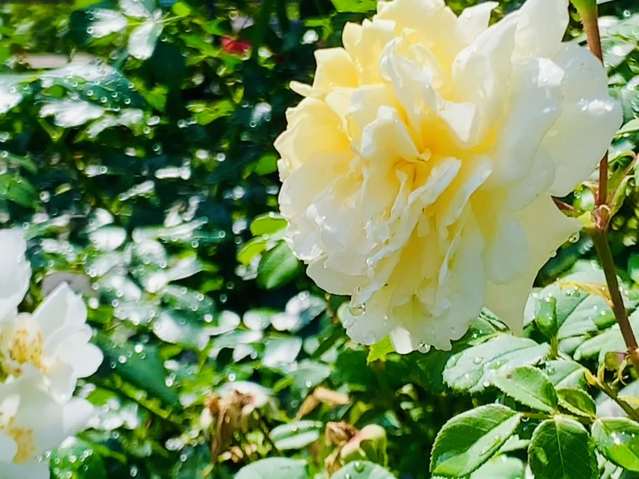 IMG_8436.jpg?type=w966