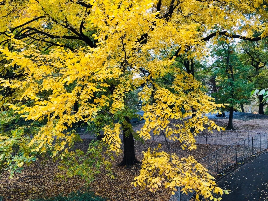 IMG_7269.jpg?type=w966