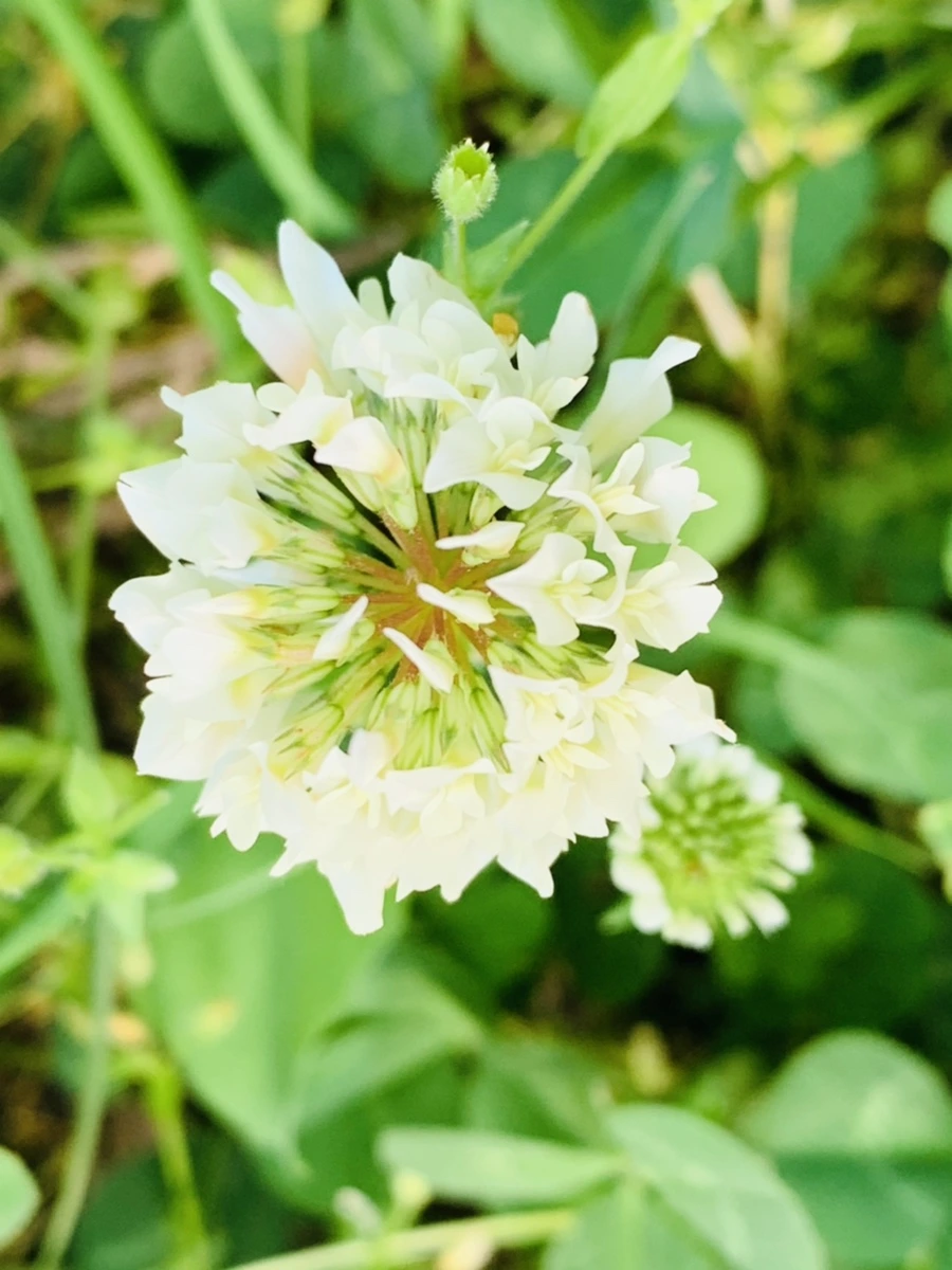 IMG_4592.jpg?type=w966