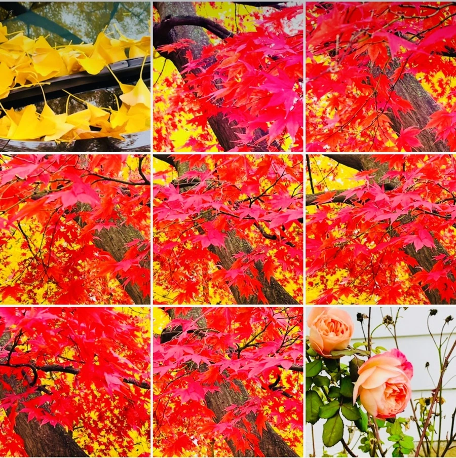 IMG_4558.jpg?type=w966