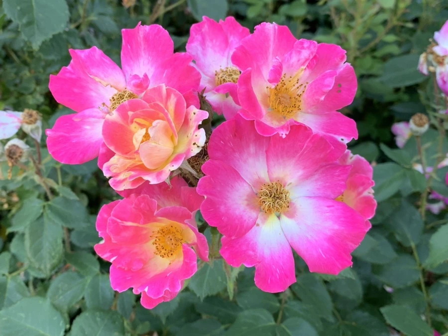 IMG_3062.jpg?type=w966