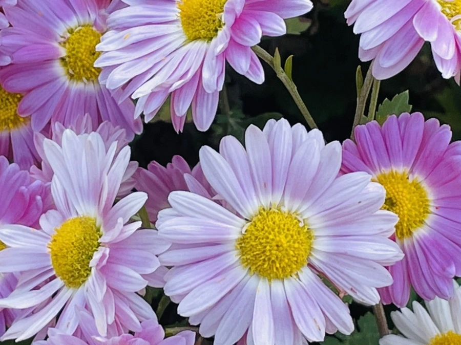 IMG_1185.jpg?type=w966