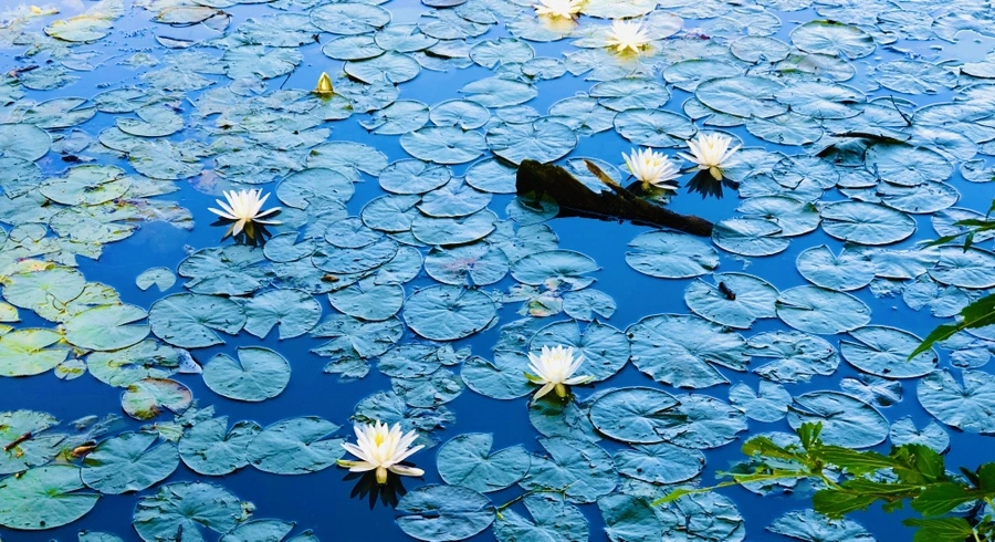 IMG_3800.jpg?type=w966