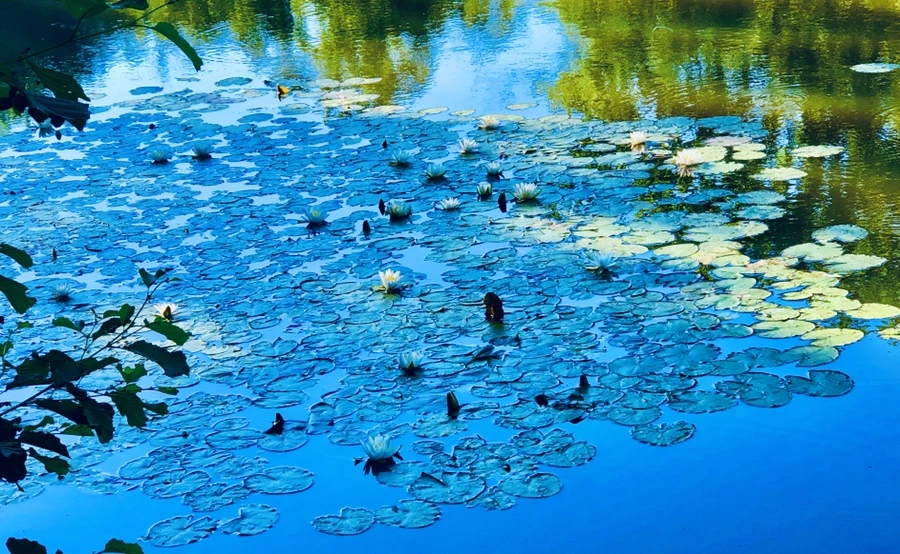 IMG_2202.jpg?type=w966