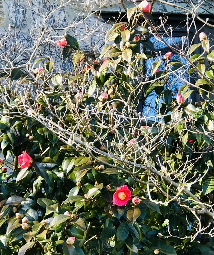 IMG_1371.jpg?type=w966