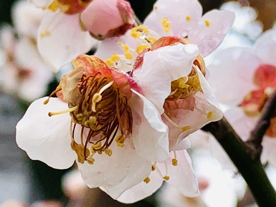 IMG_3950.jpg?type=w966