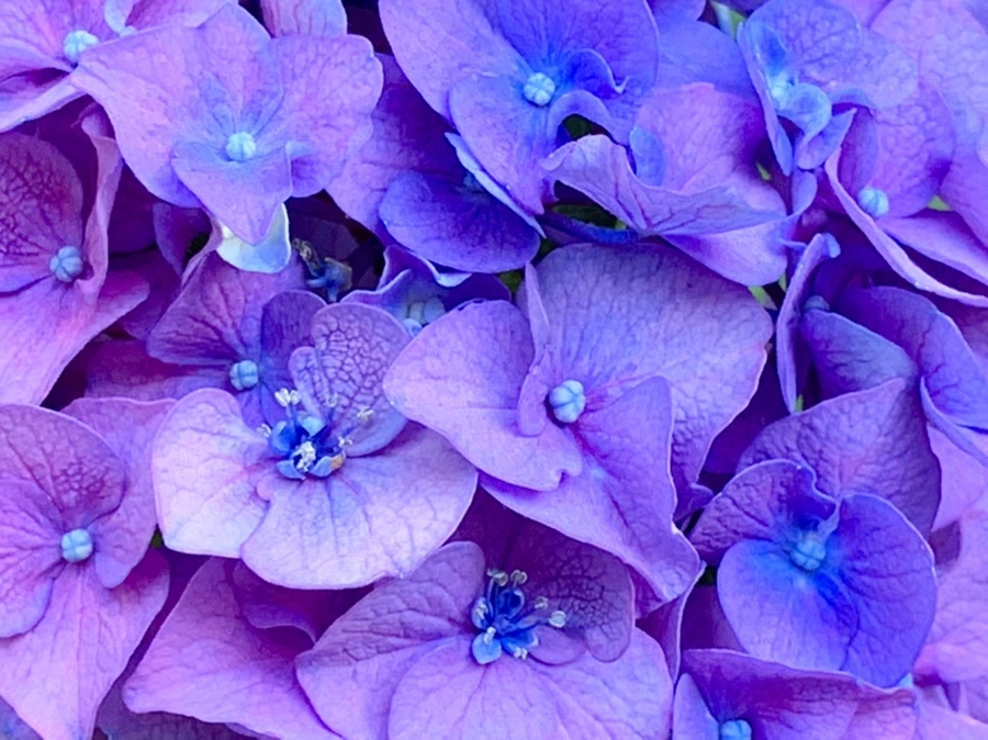 IMG_8771.jpg?type=w966