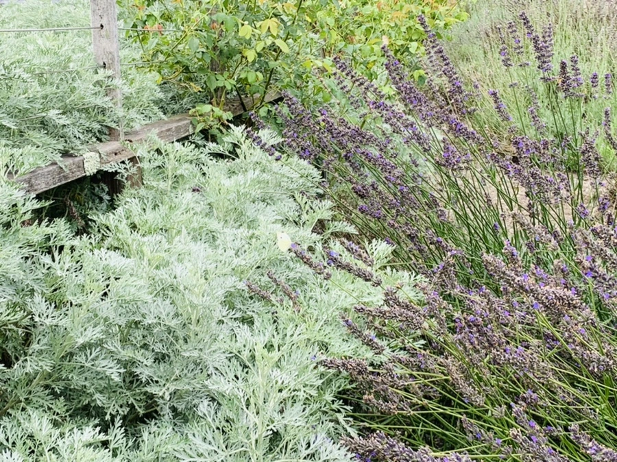 IMG_9487.jpg?type=w966