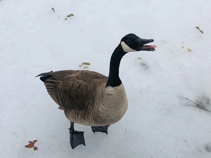 IMG_4321.jpg?type=w966