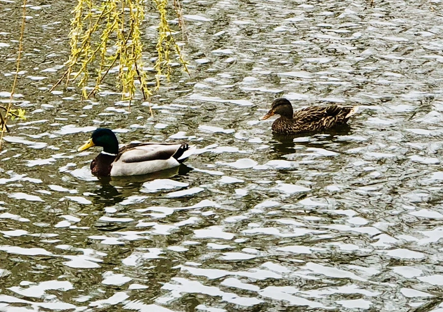 IMG_6527.jpg?type=w966