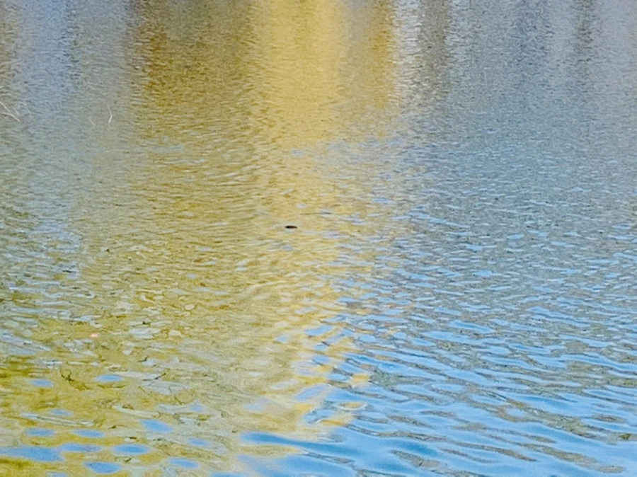 IMG_0050.jpg?type=w966