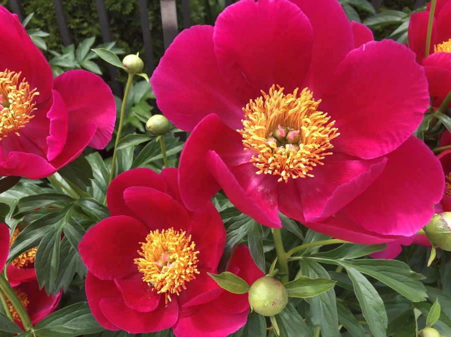 IMG_4917.jpg?type=w966