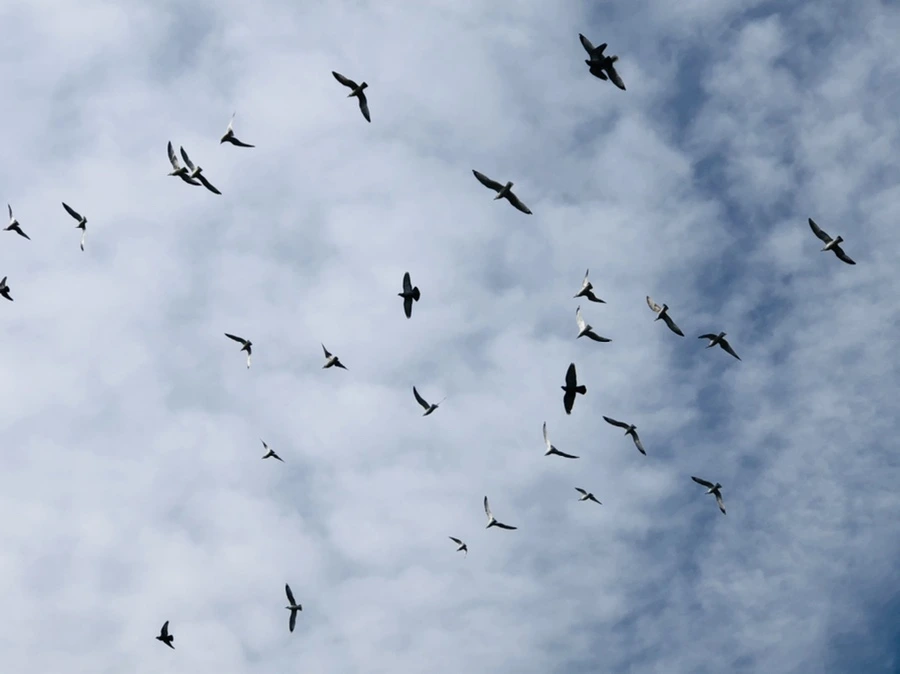 IMG_4720.jpg?type=w966