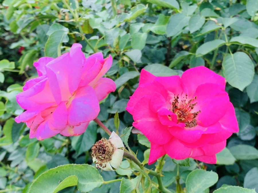 IMG_8762.jpg?type=w966