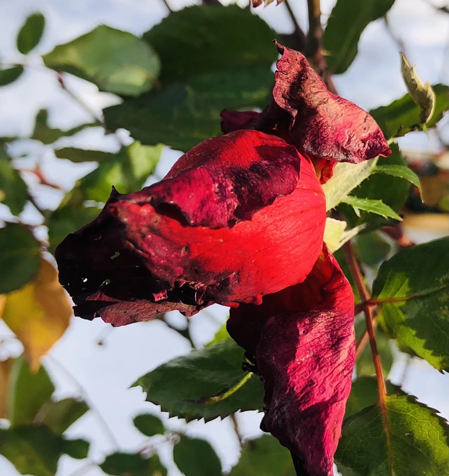 IMG_7732.jpg?type=w966