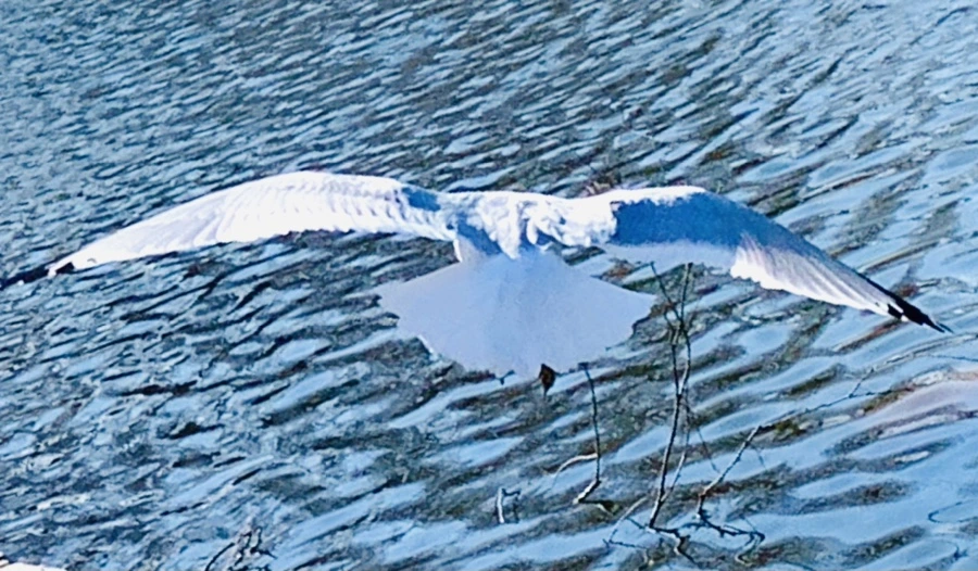 IMG_9326.jpg?type=w966