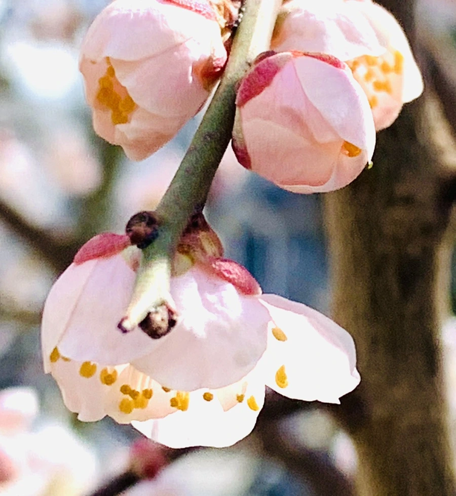 IMG_1042.jpg?type=w966