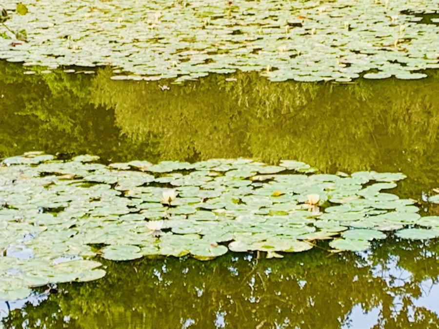 IMG_7876.jpg?type=w966