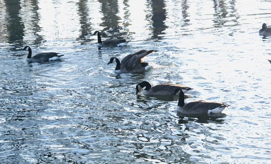 IMG_4284.jpg?type=w966