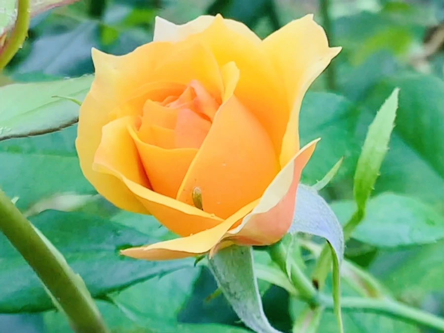 IMG_7915.jpg?type=w966