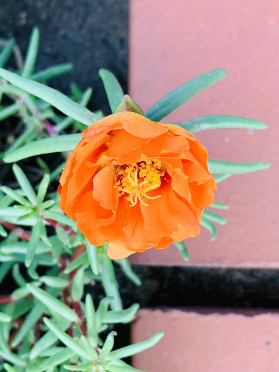 IMG_0361.jpg?type=w966