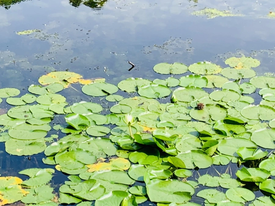 IMG_1221.jpg?type=w966