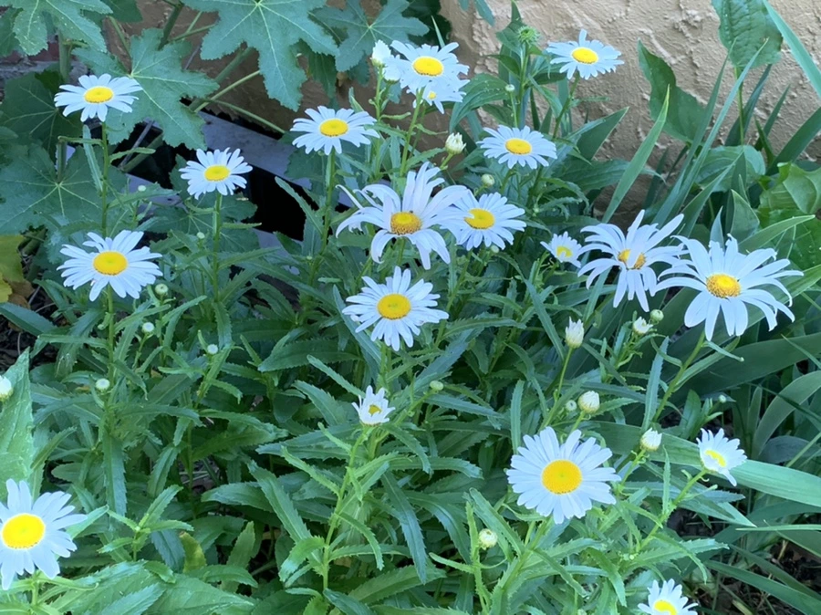 IMG_5249.jpg?type=w966