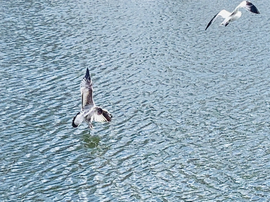 IMG_7317.jpg?type=w966