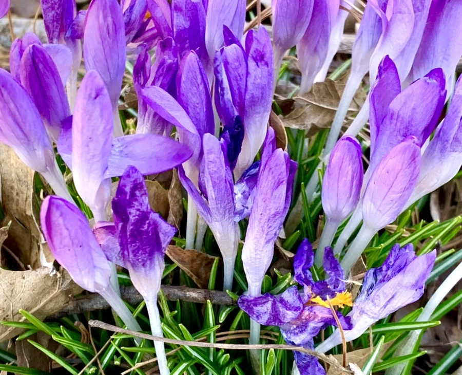 IMG_1518.jpg?type=w966