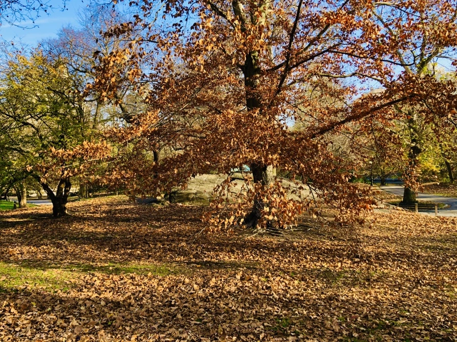 IMG_5332.jpg?type=w966