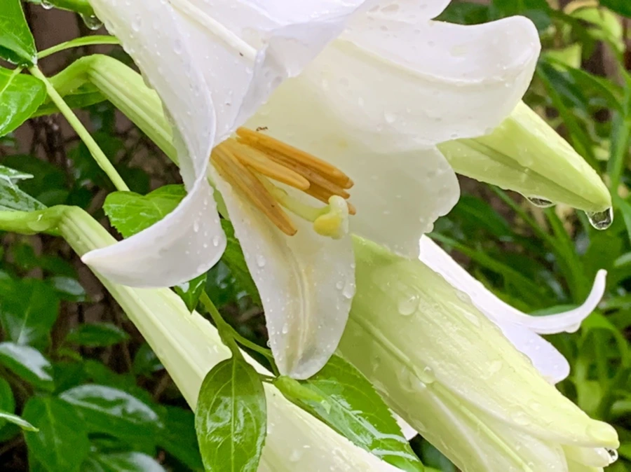 IMG_0096.jpg?type=w966