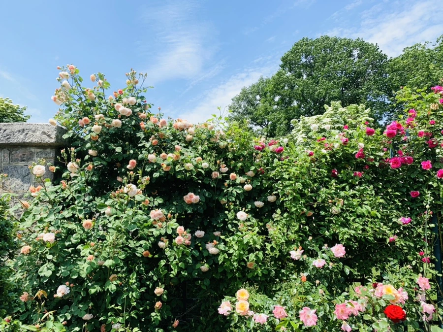 IMG_8456.jpg?type=w966