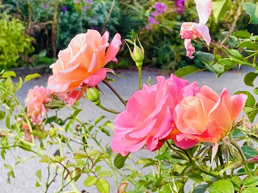 IMG_0986.jpg?type=w966