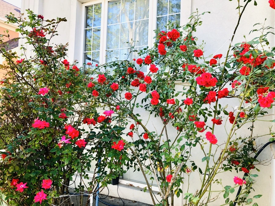 IMG_8644.jpg?type=w966