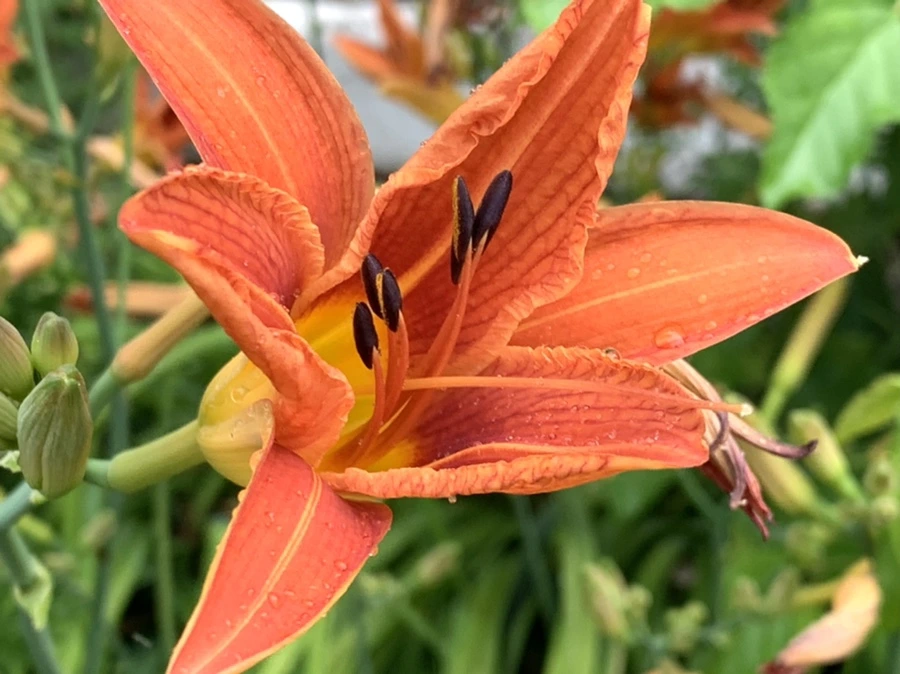 IMG_3601.jpg?type=w966