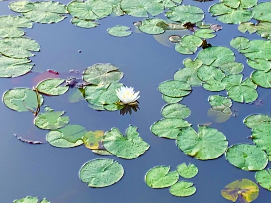 IMG_0796.jpg?type=w966