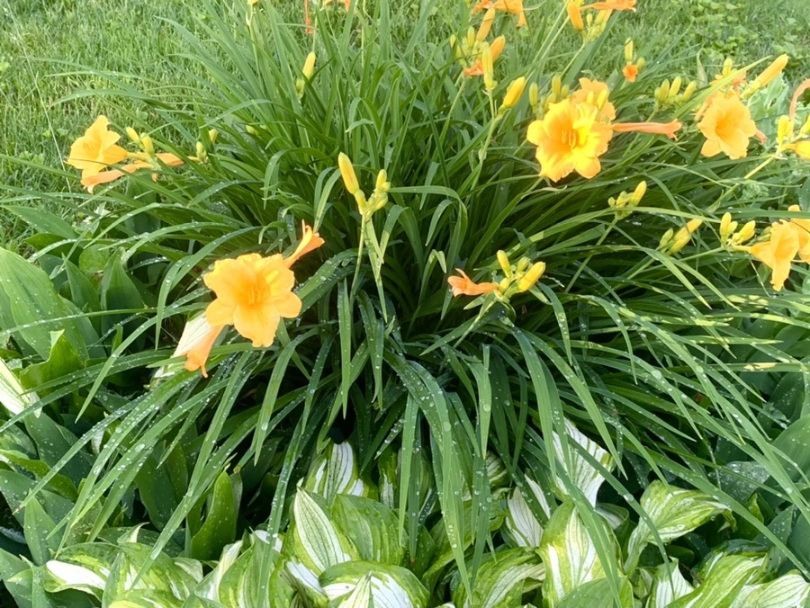 IMG_3985.jpg?type=w966