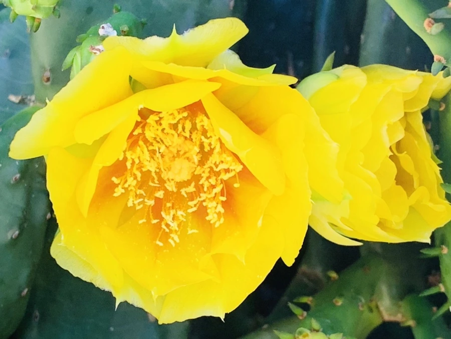 IMG_4346.jpg?type=w966