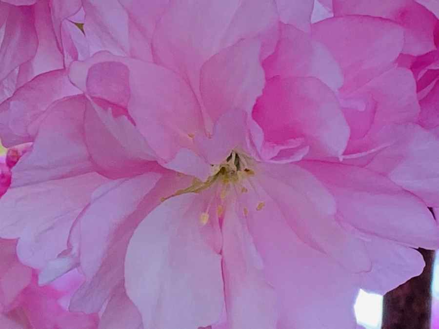 IMG_7360.jpg?type=w966