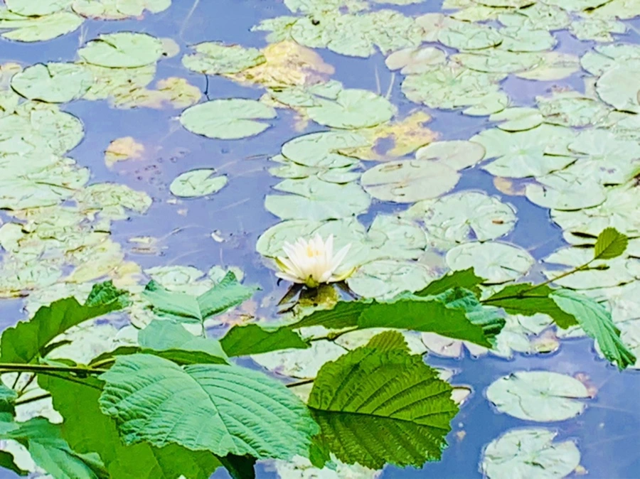 IMG_5241.jpg?type=w966