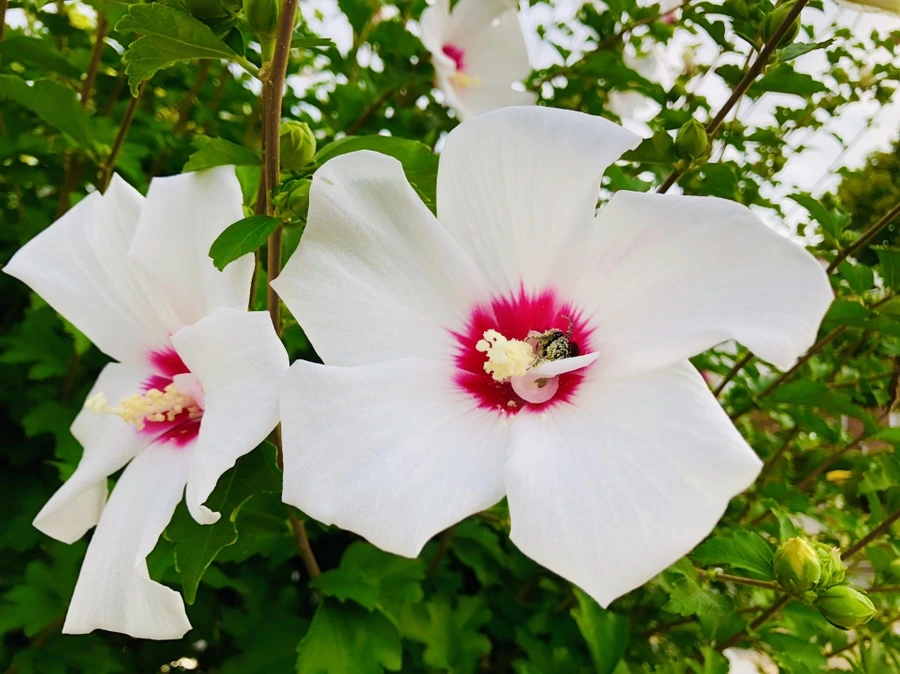 IMG_5658.jpg?type=w966