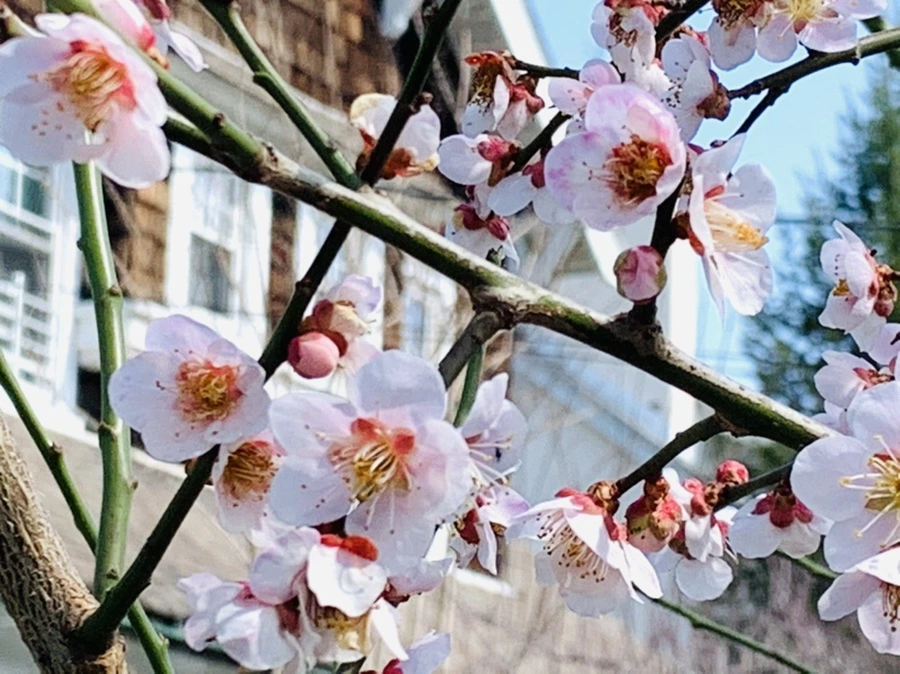 IMG_4185.jpg?type=w966