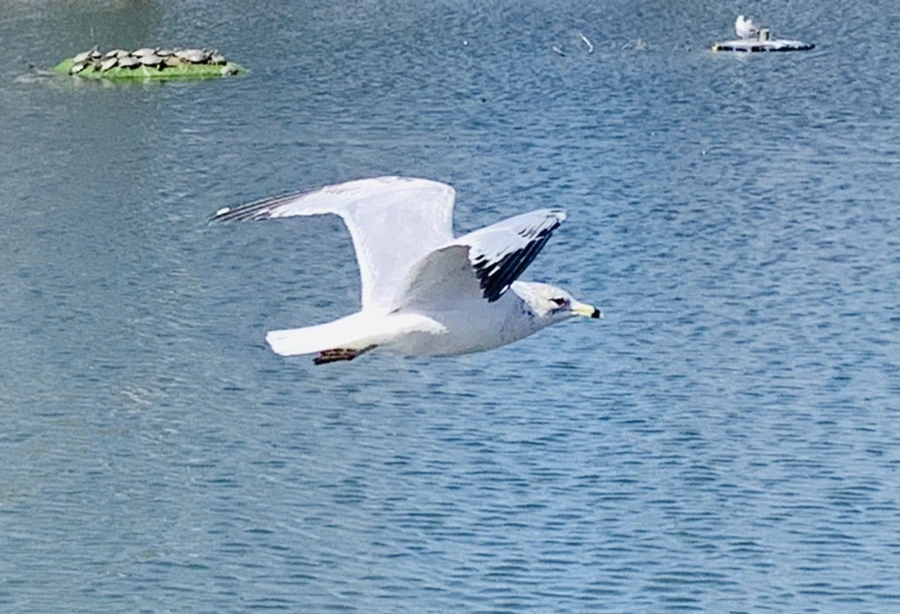 IMG_9290.jpg?type=w966