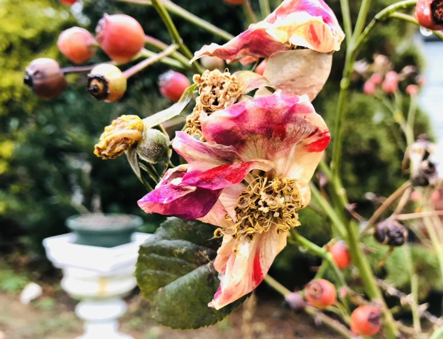 IMG_8160.jpg?type=w966