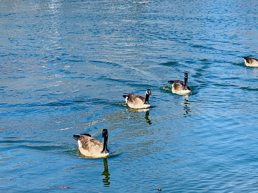 IMG_9914.jpg?type=w966