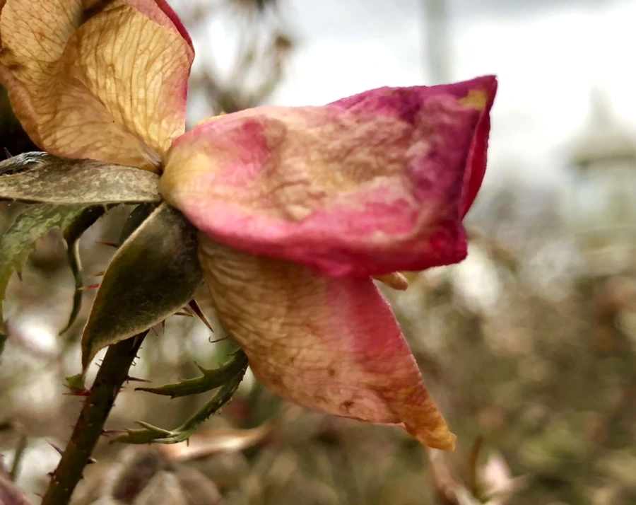 IMG_8796.jpg?type=w966