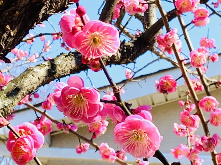 IMG_3043.jpg?type=w966