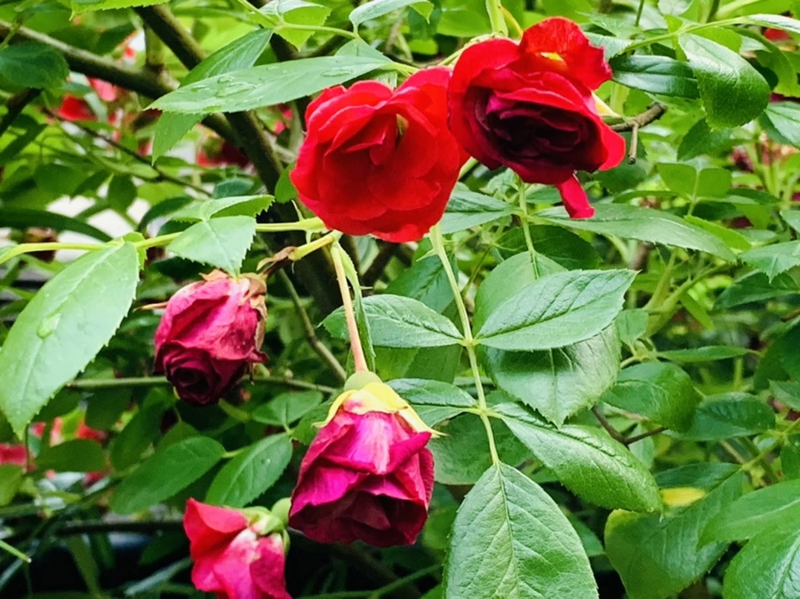 IMG_5885.jpg?type=w966