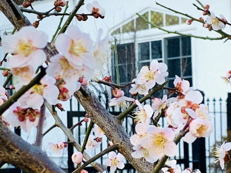 IMG_0857.jpg?type=w966